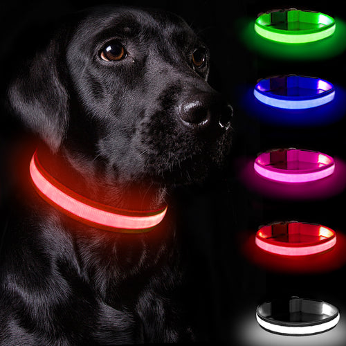 Red light-up dog collar glowing